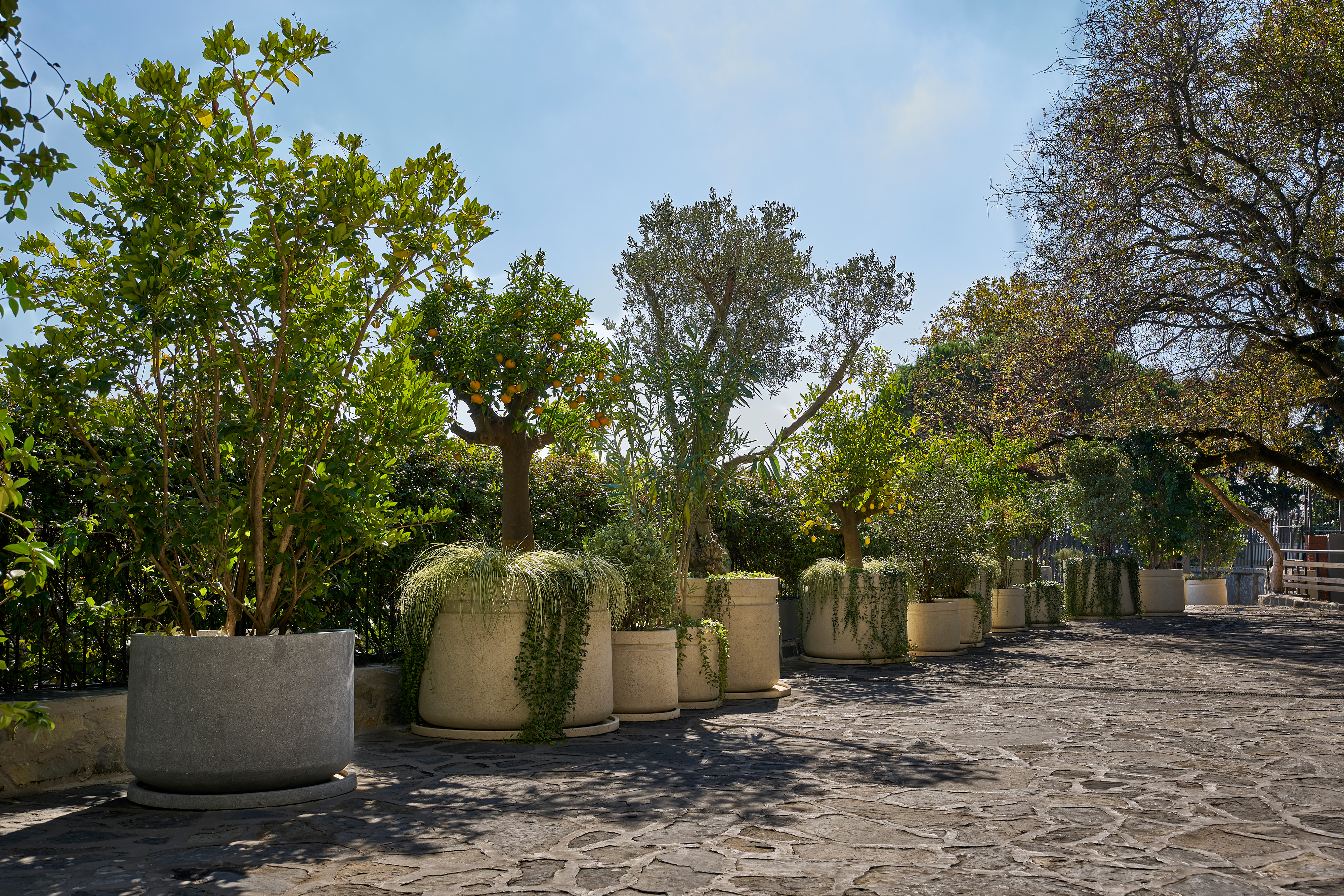 Yasemin Üstündağ || MAHONIA