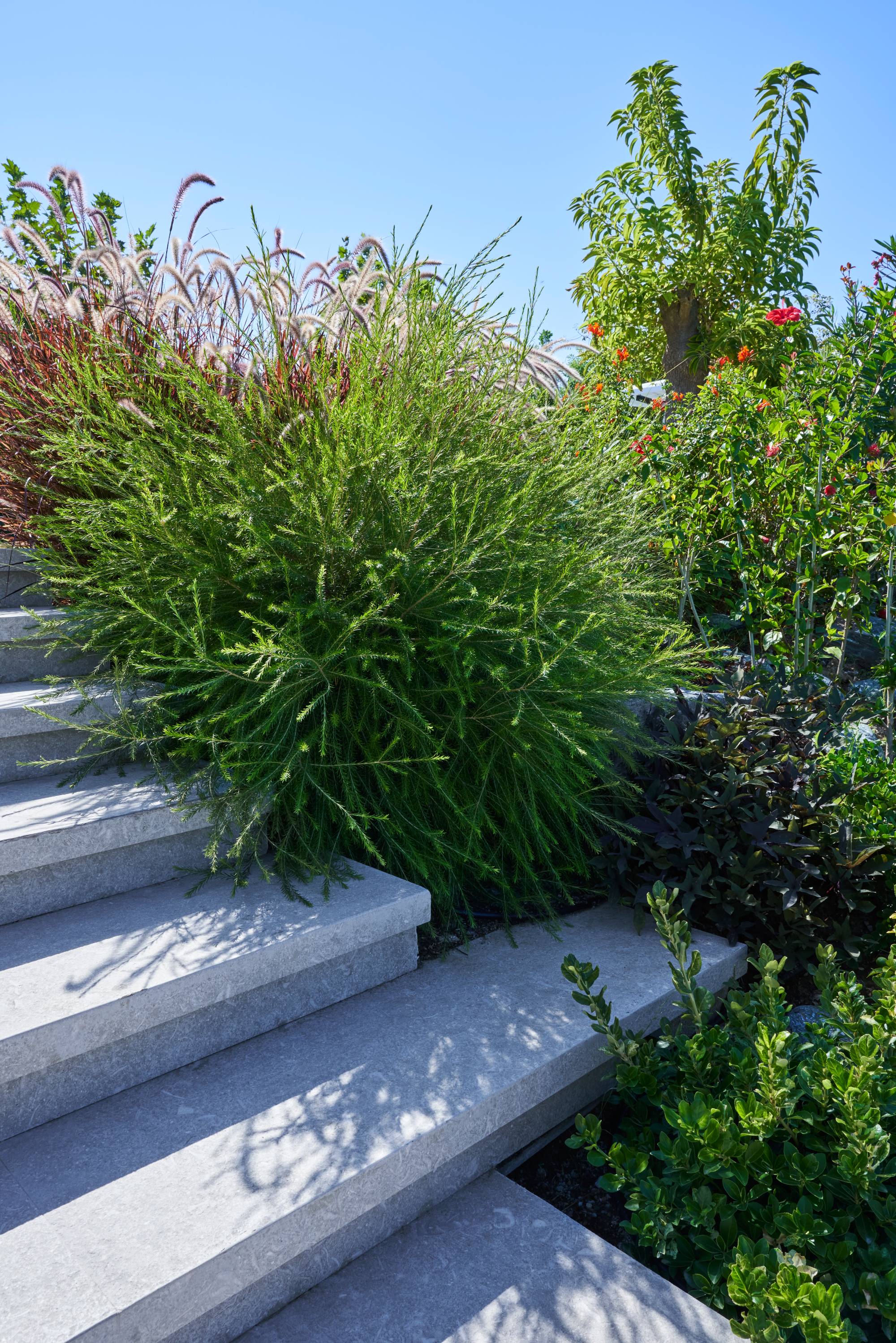 Yasemin Üstündağ || ERYTHRINA Bodrum 2021