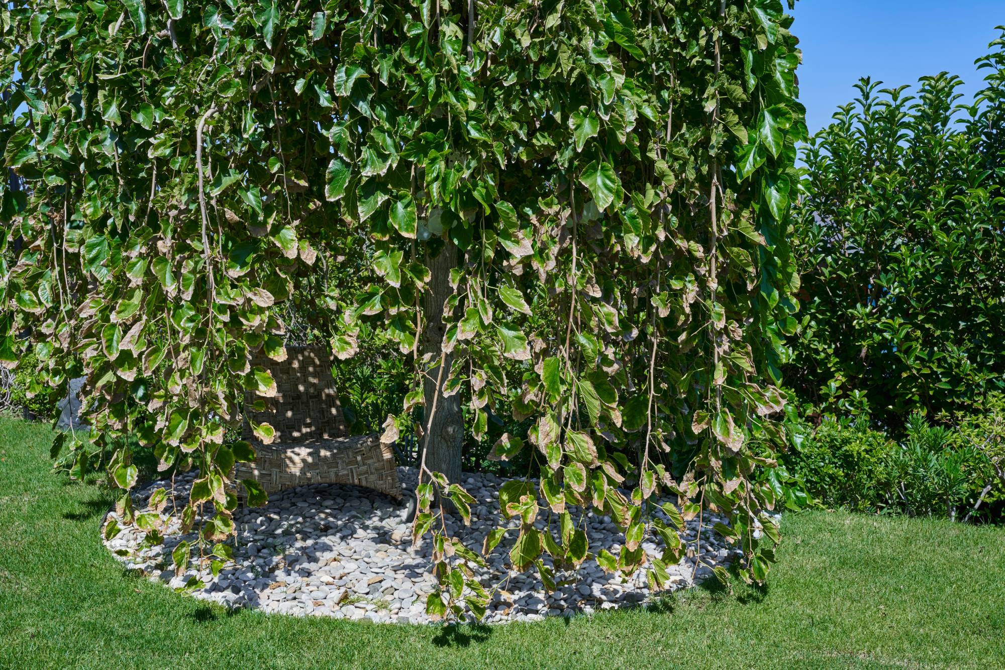 Yasemin Üstündağ || ERYTHRINA Bodrum 2021